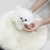 white pomeranian
