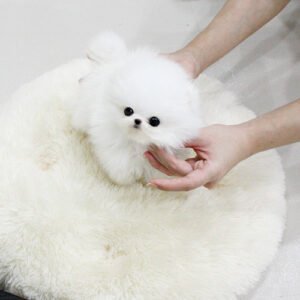 white pomeranian