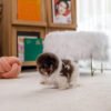 pomeranian puppies for sale