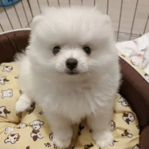 White Pomeranian Puppies