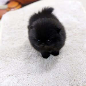 black pomeranian