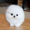 teacop puppies for adoption in dubai teacup pomeranian for sale dubai
