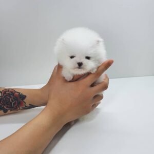 buy teacup pomeranian near me