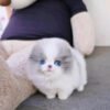 Blue Eyed Pomeranian Puppies for Sale