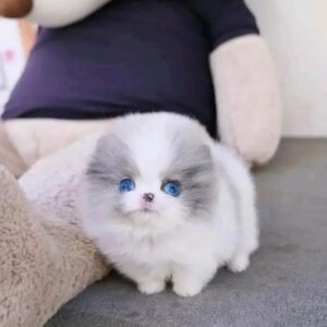 Blue Eyed Pomeranian Puppies for Sale