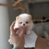 blue eyes pomeranian