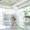 pomeranian للبيع