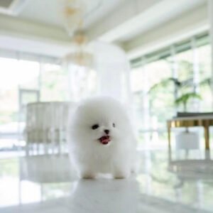 pomeranian للبيع