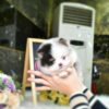 affordable teacup puppies for sale