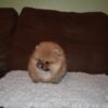 teacup pomeranian for sale