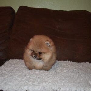 teacup pomeranian for sale