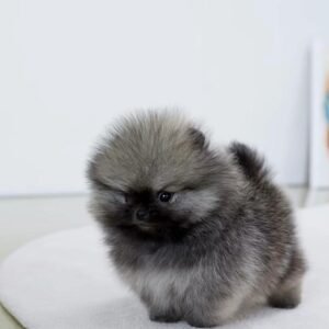 trained pomeranian for sale