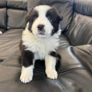 Border Collie Price for Sale in Dubai UAE