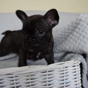 French Bulldog Price Dubai in UAE