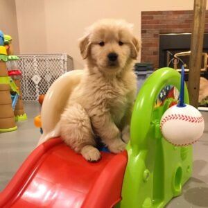 Buy Golden Retriever Price Dubai in UAE