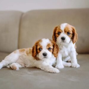 Cavalier King Charles Spaniel for Sale in Dubai