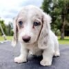 dachshund puppies for sale Dubai UAE