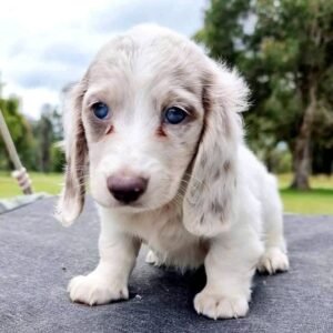 dachshund puppies for sale Dubai UAE