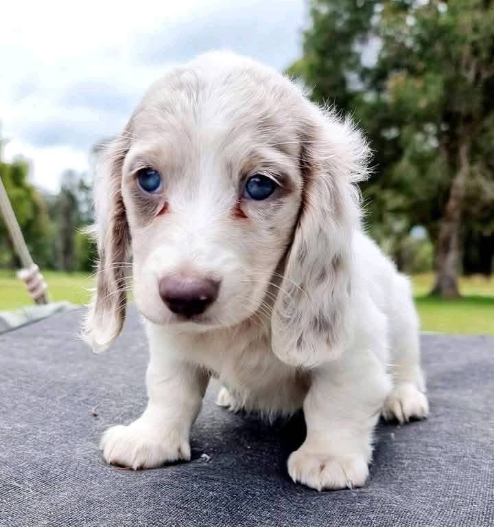 dachshund puppies for sale Dubai UAE dachshund puppies for sale Dubai UAE