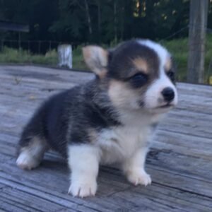 pembroke welsh corgi puppies for sale Dubai
