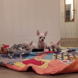 chihuahua puppies for sale Dubai UAE