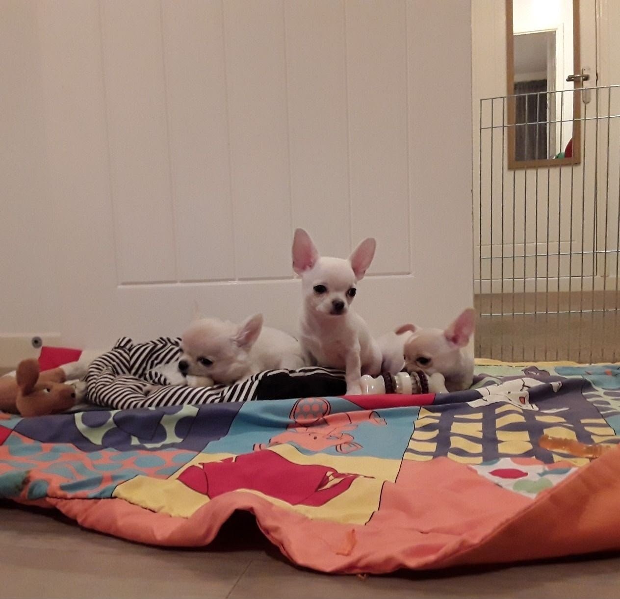 chihuahua puppies for sale Dubai UAE chihuahua puppies for sale Dubai UAE