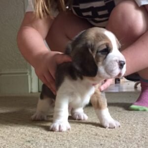 beagle puppies for sale Dubai UAE