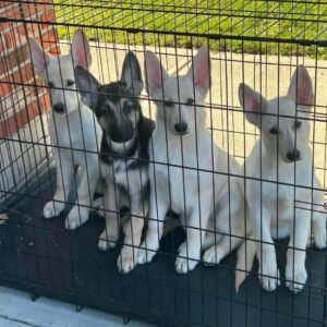 White German Shepherd for Sale in Dubai UAE