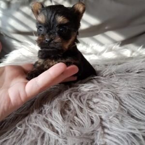 Yorkshire Terrier Puppy for sale Dubai