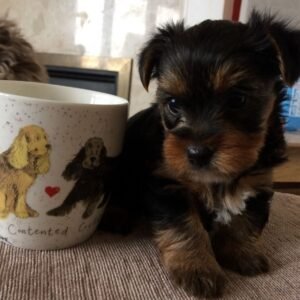 Yorkshire Terrier Puppy for sale Dubai