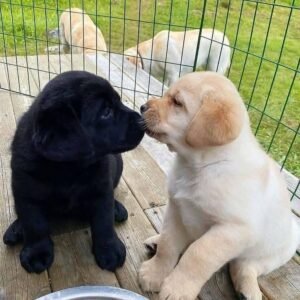 Labrador Retriever Price Dubai in UAE